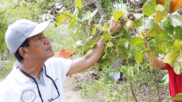 El marañón en crisis: el descuido que amenaza su futuro en Panamá