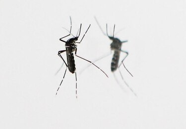 OMS: Virus zika se extenderá por casi todo el continente americano