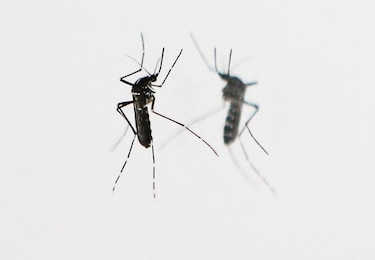 OMS: Virus zika se extenderá por casi todo el continente americano