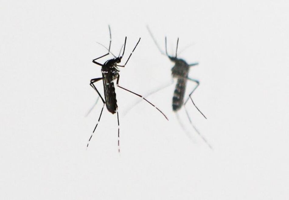 OMS: Virus zika se extenderá por casi todo el continente americano