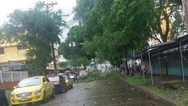 Caen árboles en varios puntos de la capital y Panamá Oeste