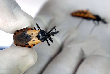 Siete de cada diez personas con Chagas en las Américas ignoran que sufren la enfermedad: OPS