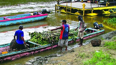 Aguacate se pierde por falta de caminos