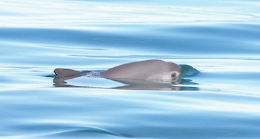 Ambientalistas urgen a México a proteger vaquita marina tras restricciones de EU