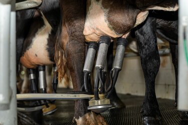 A $7.5 millones ascienden las pérdidas en el sector ganadero y lechero por tranques