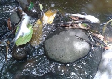 Investigan mortandad de peces en Herrera