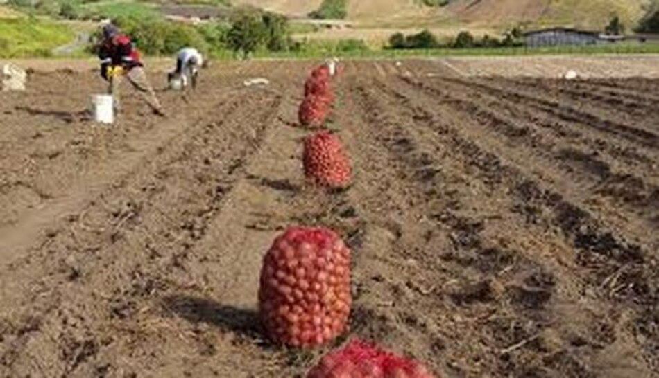 Productores chiricanos piden que renuncie el administrador de Acodeco