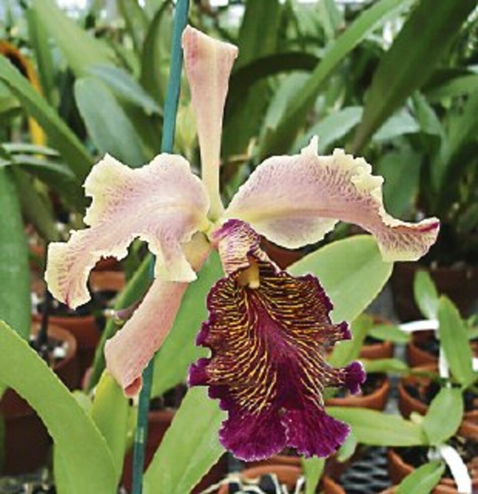 La ‘cattleya dowiana’ en Panamá