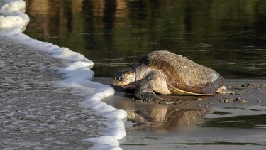 Playa de Nicaragua es el refugio de las tortugas paslama, especie en peligro de extinción