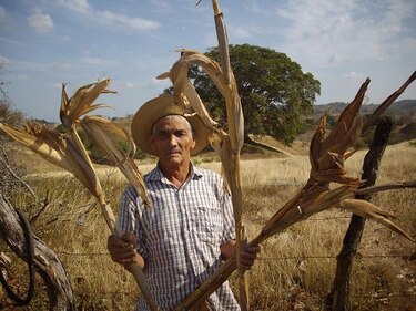 Cosechan mazorcas con pocos o sin granos en la provincia de Los Santos