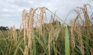 600 mil quintales de arroz se importarían de Suramérica