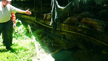 Zoonosis de Los Santos se queda sin personal veterinario