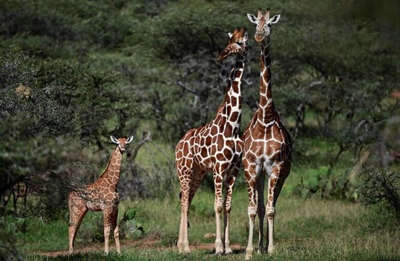 La jirafa y la amenaza de ‘extinción silenciosa’ en África