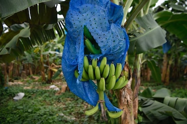 Contrabando en la frontera con Costa Rica amenaza la producción de plátano panameño