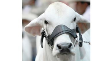 Reforman programa de mejoramiento genético para ganado bovino