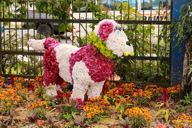 Un viaje por el color y el aroma de las flores que adornan las calles de Volcán
