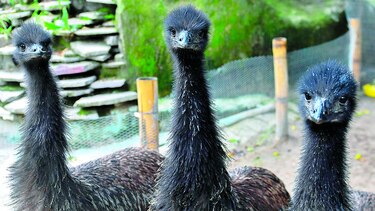 Método artificial da vida a emús