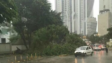 Aguacero causa caída de árboles sobre calles y viviendas