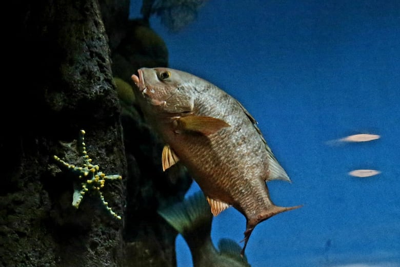 Legado de un gigante del arte