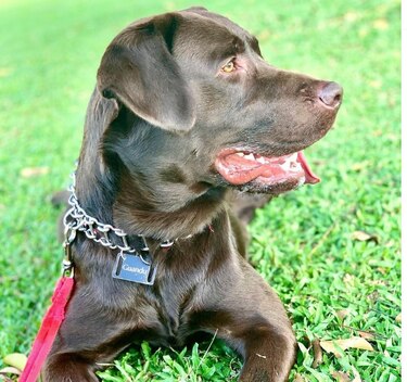 Transformando adiós en vida: un tributo eterno a las mascotas