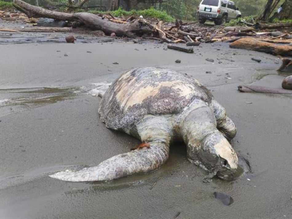 Hallan más de 150 tortugas muertas en playas del Pacífico de Panamá