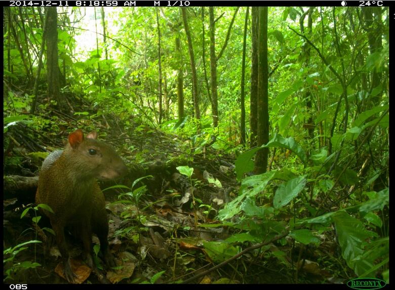 Corredores de biodiversidad
