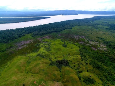 Humedales de Panamá en peligro: la amenaza de la quema y tala de manglares