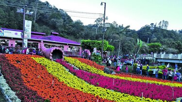Más que flores y café