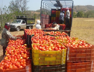 Gobierno aprueba tramitar $50 millones extra para créditos al agro