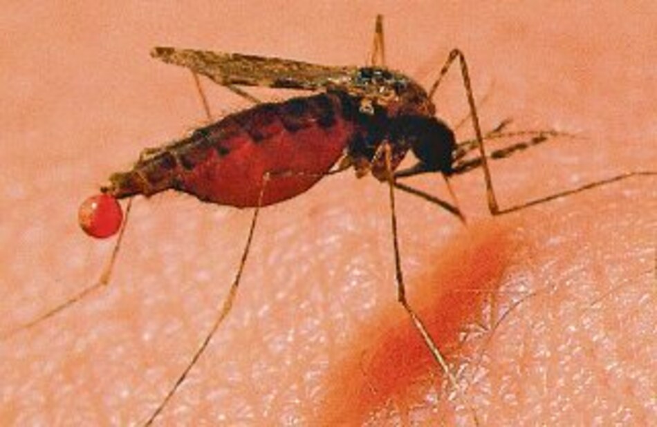 Para curar y prevenir la malaria