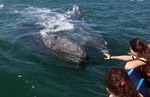 Turistas disfrutan de avistamiento de ballenas grises