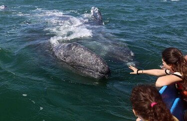 Turistas disfrutan de avistamiento de ballenas grises