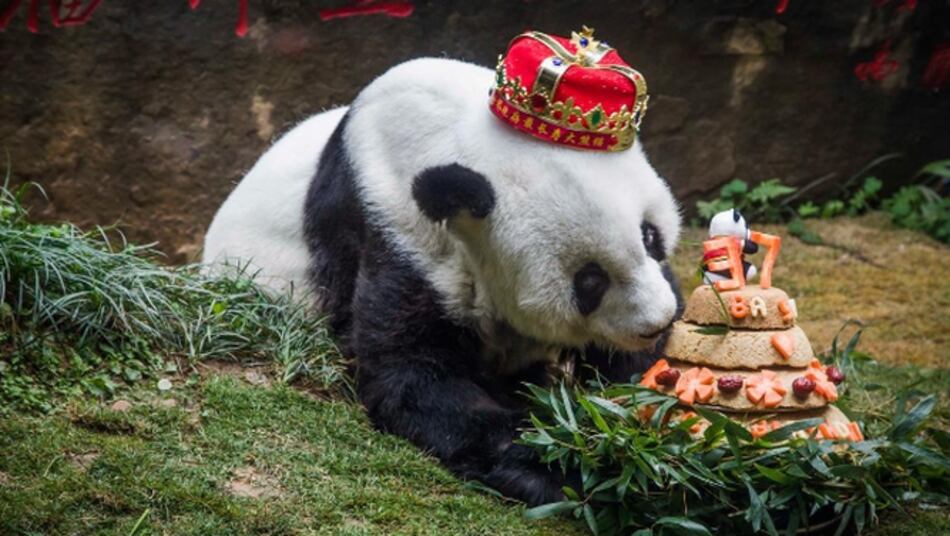 El panda más viejo del mundo muere en China a los 37 años