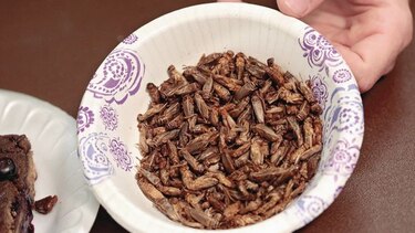 Insectos comestibles llegan hasta las estanterías de los supermercados