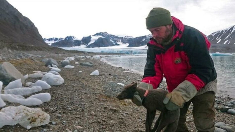 Una zorra polar recorre 3,500 km sobre capa de hielo en menos de 80 días
