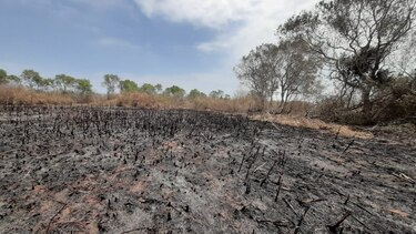 Incendio arrasa con siete hectáreas de mangle en Chitré