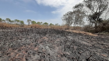 Incendio arrasa con siete hectáreas de mangle en Chitré
