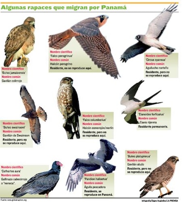 Cazadores en el cielo