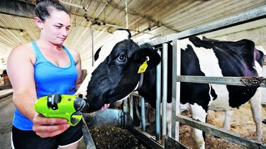 Sensor alerta sobre parto de vacas, vía celular