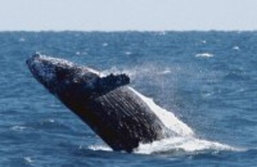 Ruido afecta a animales del mar