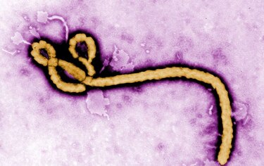 África Occidental deja atrás la peor epidemia de ébola de la historia