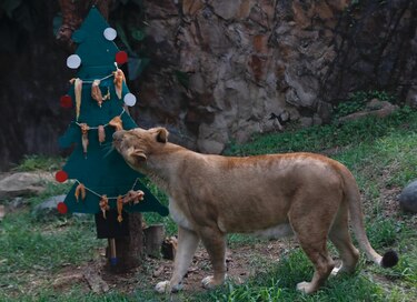 La Navidad llega al zoológico de Cali con un banquete para los animales