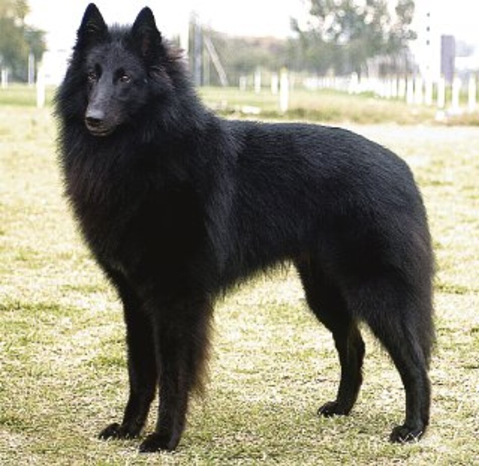 Cómo evaluar a un perro de ‘show’