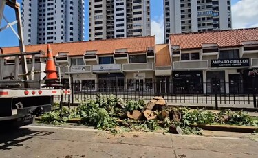 Alcaldía de Panamá alega que taló los árboles en Marbella ‘por la seguridad de los peatones’