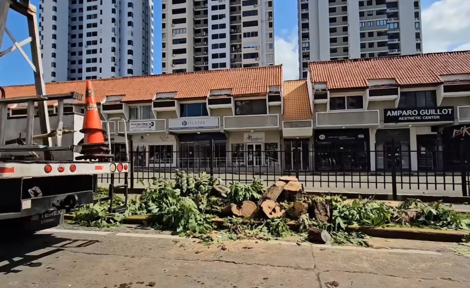 Alcaldía de Panamá alega que taló los árboles en Marbella ‘por la seguridad de los peatones’