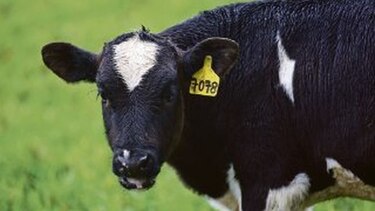 Fiebre negra, cura sin recursos