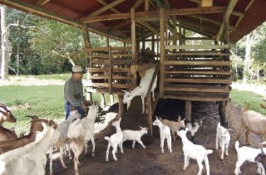 Se fortalece la producción caprina