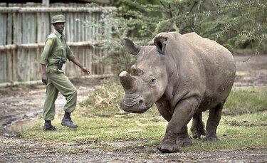 El rinoceronte  ‘más viejo del mundo’ muere en Tanzania