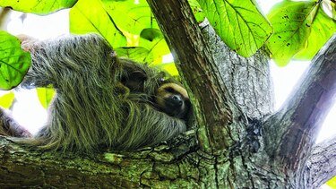 Conservación de la flora y la fauna, un reto de la humanidad