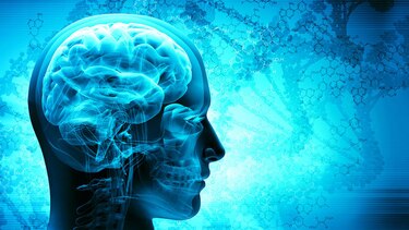 La bondadosa amígdala cerebral